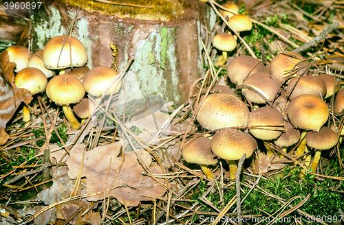 Image of Poisonous mushrooms on a stump.