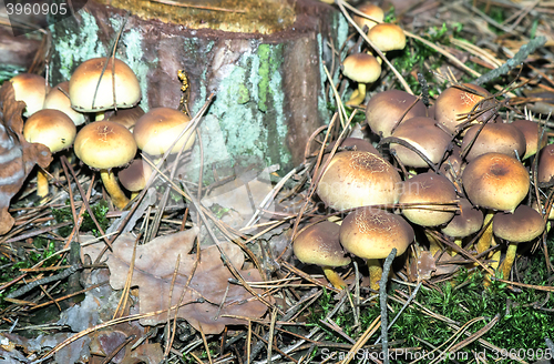 Image of Poisonous mushrooms on a stump.