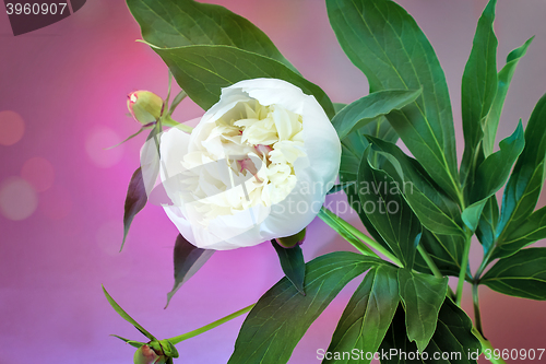 Image of Blossoming white peony among green leaves