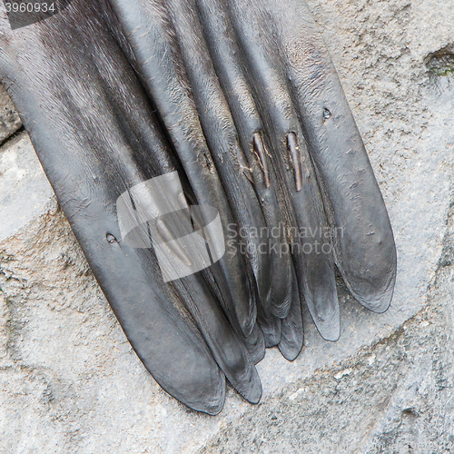 Image of Close-up of a seal