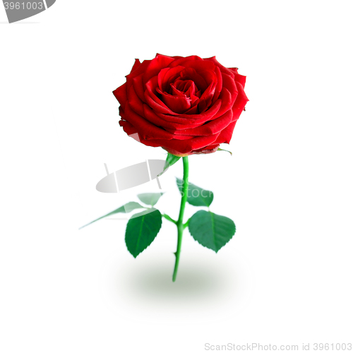 Image of Rose on white