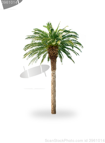 Image of Palm tree