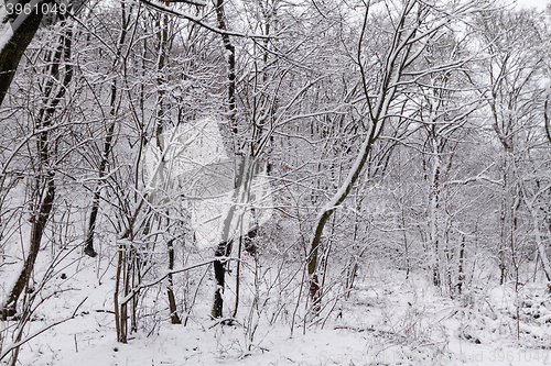 Image of Frozen forest