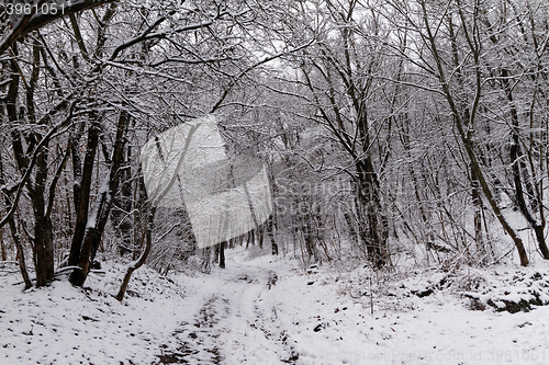 Image of Frozen forest