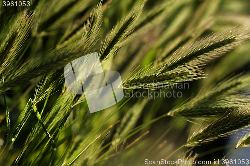 Image of Green wheat