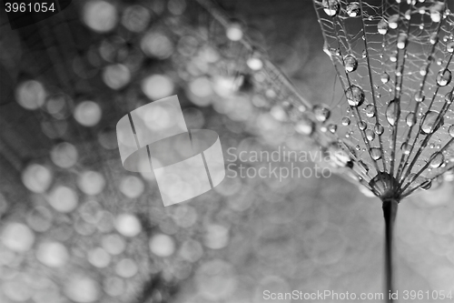 Image of Plant seeds with water drops