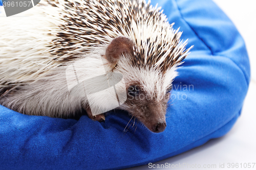 Image of Cute hedgehog