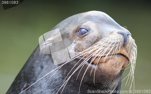 Image of Close-up of a California sea lion