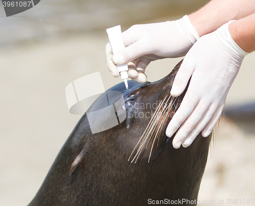 Image of Adult sealion being treated (eye)