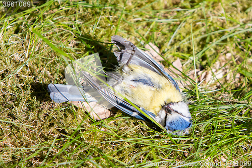 Image of Close-up of a deceased blue tit