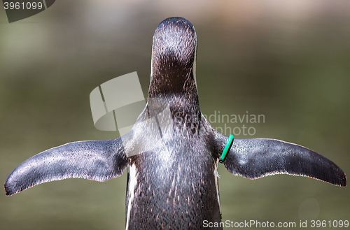 Image of Humboldt Penguin, pretending to fly, selective focus
