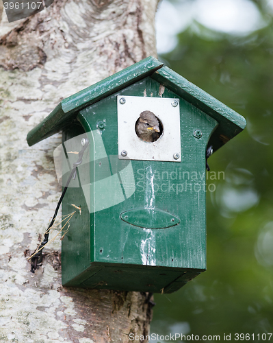 Image of Young sparrow sitting in a birdhouse