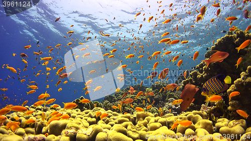 Image of \rTropical Fish on Vibrant Coral Reef