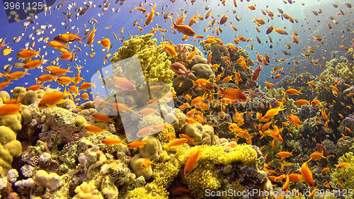 Image of \rTropical Fish on Vibrant Coral Reef