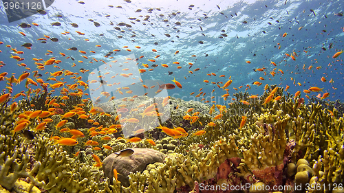 Image of \rTropical Fish on Vibrant Coral Reef