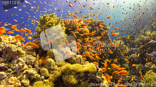 Image of \rTropical Fish on Vibrant Coral Reef