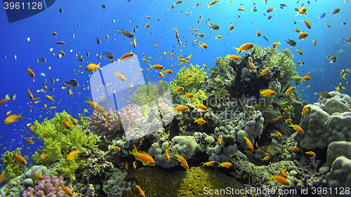 Image of \rTropical Fish on Vibrant Coral Reef