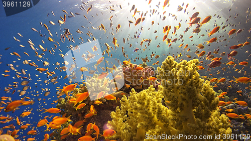 Image of \rTropical Fish on Vibrant Coral Reef