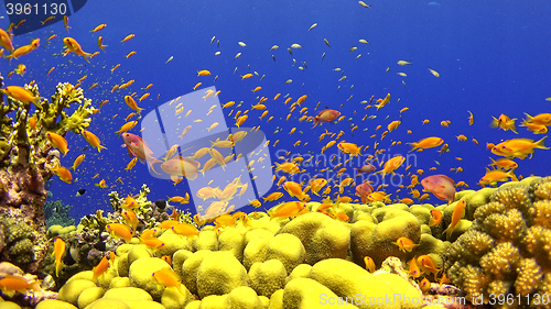 Image of \rTropical Fish on Vibrant Coral Reef