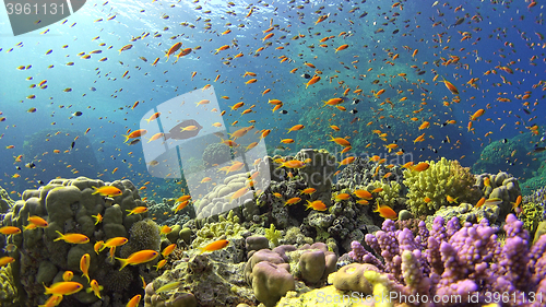 Image of \rTropical Fish on Vibrant Coral Reef