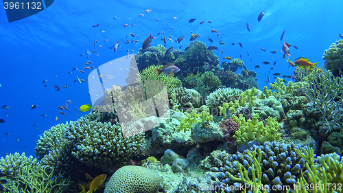 Image of \rTropical Fish on Vibrant Coral Reef