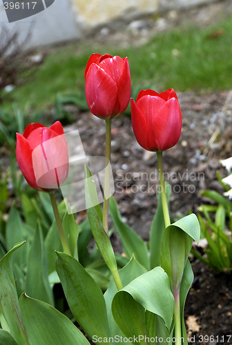 Image of Red Tulips