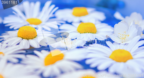 Image of Flowers of daisies or chrysanthemums closeup