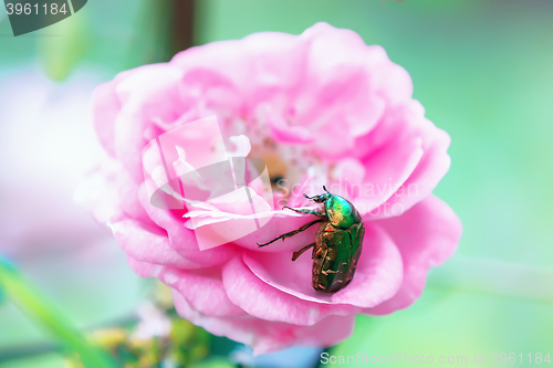 Image of Big green beetle on a rose flower