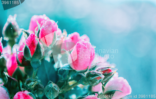 Image of Blurred floral background of roses and blue bokeh