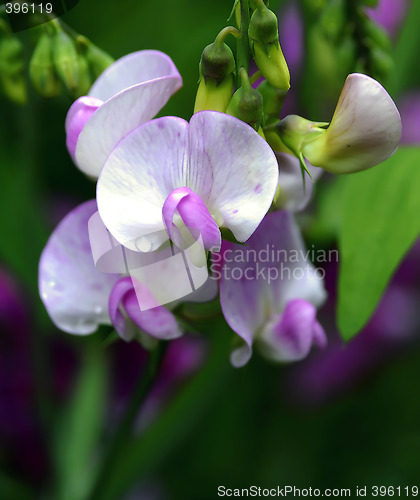 Image of Sweet Pea