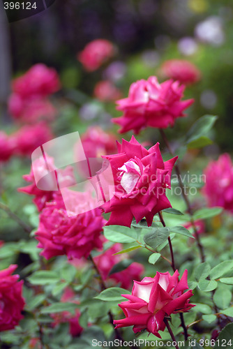 Image of Rose Garden
