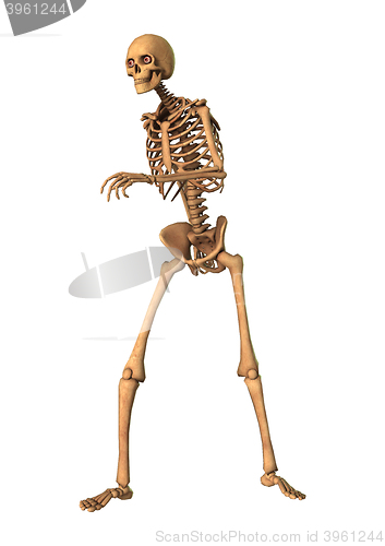 Image of 3D Rendering Human Skeleton on White