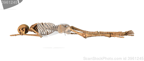 Image of 3D Rendering Human Skeleton on White