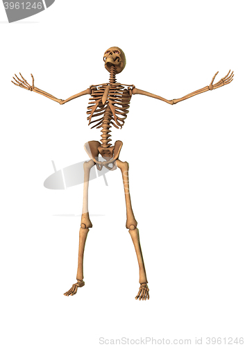 Image of 3D Rendering Human Skeleton on White