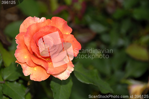 Image of Solitary Rose