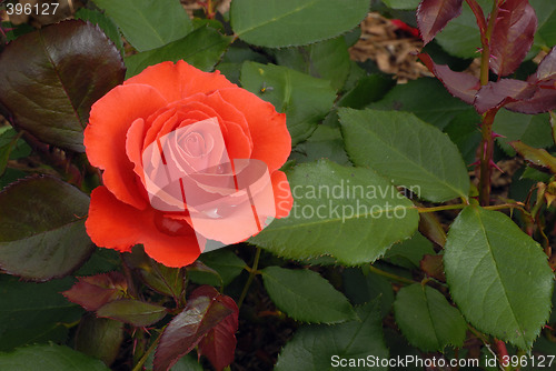 Image of Solitary Rose