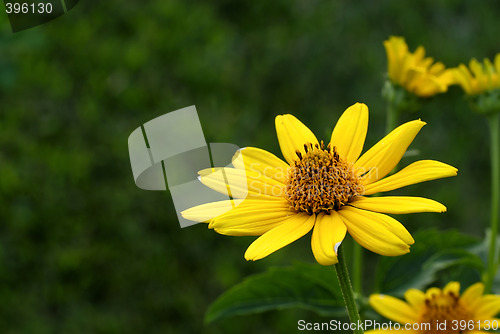 Image of Sunflower