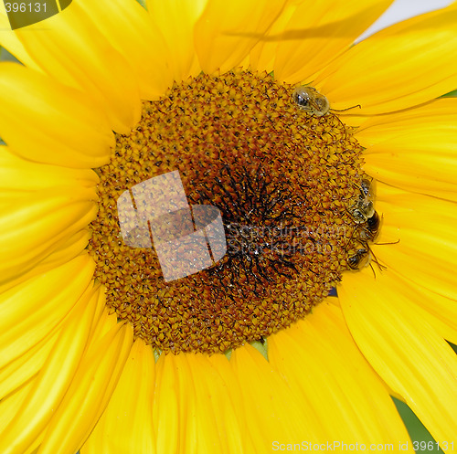 Image of Sunflower