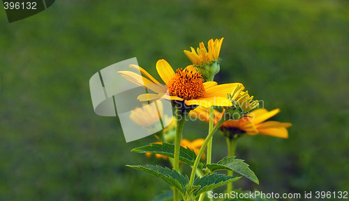 Image of Sunflower