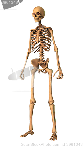 Image of 3D Rendering Human Skeleton on White