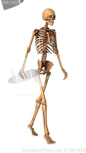 Image of 3D Rendering Human Skeleton on White