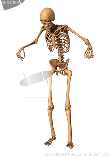 Image of 3D Rendering Human Skeleton on White