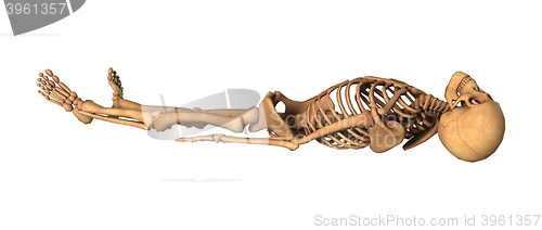 Image of 3D Rendering Human Skeleton on White