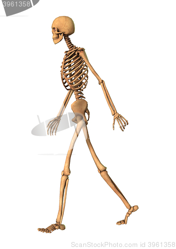 Image of 3D Rendering Human Skeleton on White