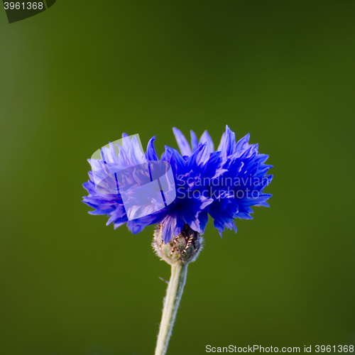 Image of Cornflower closeup