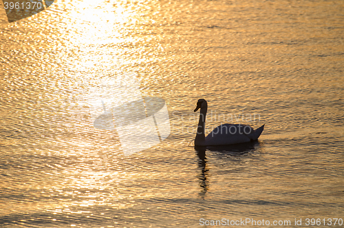 Image of Swan in calm water by sunset