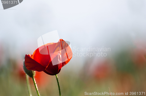 Image of Single poppy flower