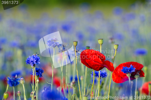 Image of Poppy flower in a cornflower field