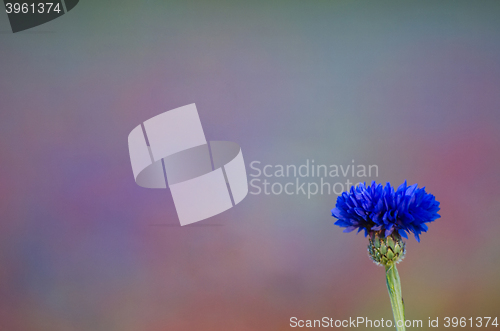 Image of Single blue cornflower