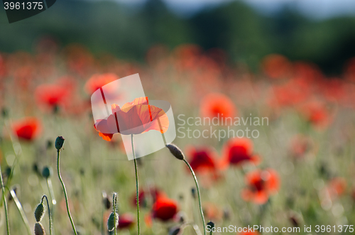 Image of One poppy in focus